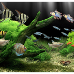 Dream Aquarium 1.293